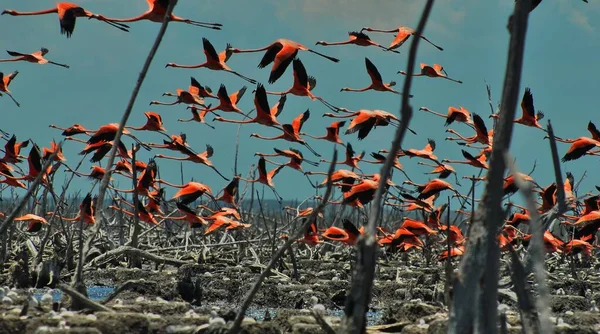 Mesmerizing Utsikt Över Flamingo Flock Flyger Över Torra Brutna Grenar — Stockfoto