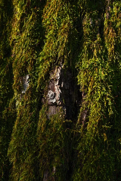 Tekstura Pnia Drzewa Pokrytego Zielonym Mchem — Zdjęcie stockowe