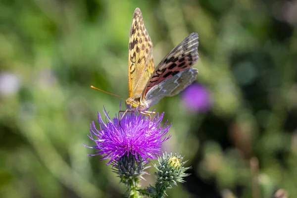 薄緑色の背景に紫色のアザミの花の上に立つ濃い緑色のフリル蝶 — ストック写真
