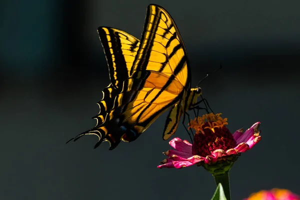 Detailní Záběr Motýla Květině — Stock fotografie