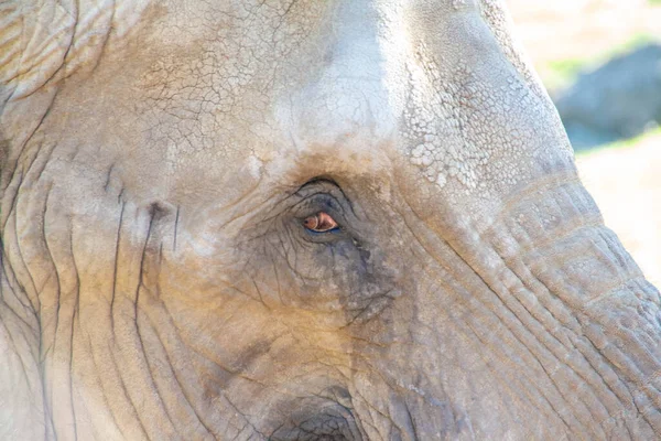 Bir Filin Gözünün Yakın Çekimi — Stok fotoğraf