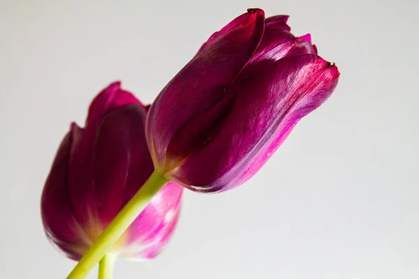 Close Uma Bela Tulipas Roxas Isoladas Fundo Branco — Fotografia de Stock