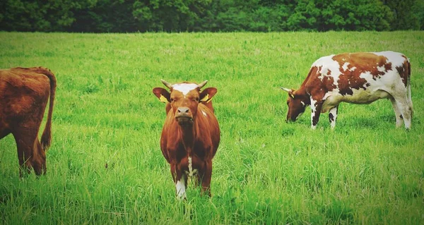 Vacas Pastando Campo — Fotografia de Stock