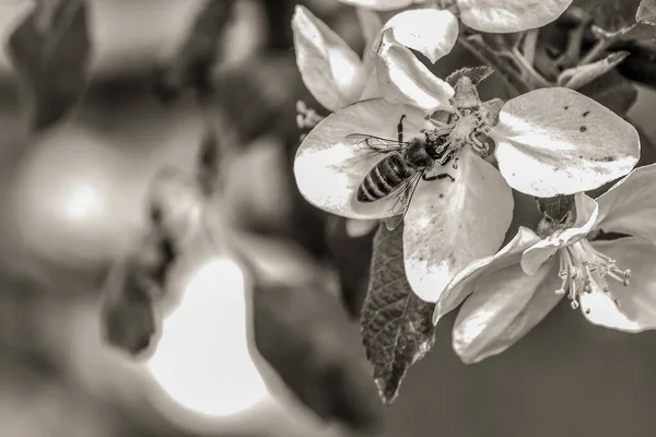 Grayscale Shallow Focus Shot Bee Collecting Pollen — Stock Photo, Image