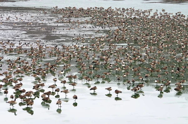 Velké Hejno Divokých Kanadských Hus Zamrzlém Wyandotte County Lake — Stock fotografie