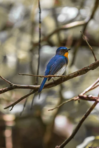 Foco Seletivo Pássaro Azul Pousando Galho Árvore — Fotografia de Stock