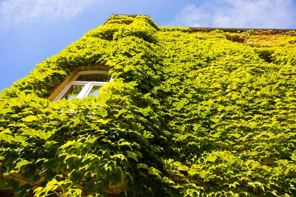 Ένα Χαμηλό Πλάνο Ενός Κτιρίου Καλυμμένου Πράσινα Φύλλα Κάτω Από — Φωτογραφία Αρχείου