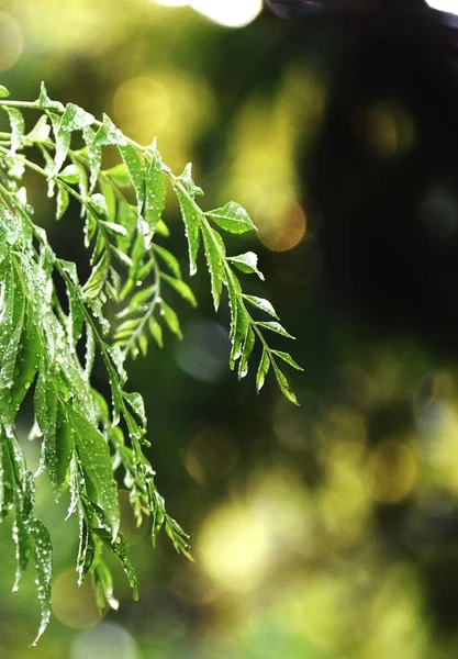 雨滴在模糊背景下的绿叶上的一滴垂直的雨滴 — 图库照片