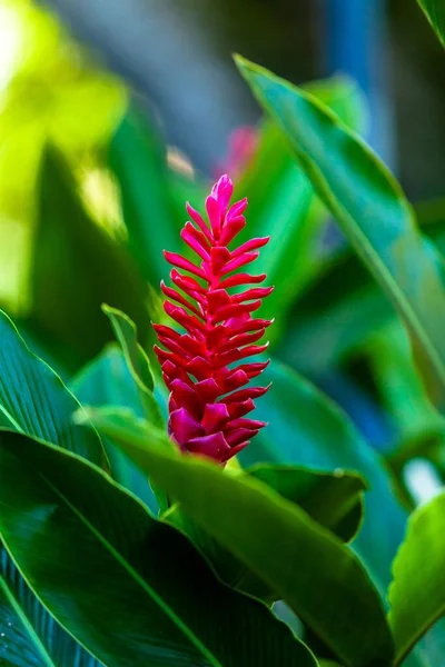 Tiro Vertical Gengibre Vermelho Florescendo Com Folhas Verdes — Fotografia de Stock