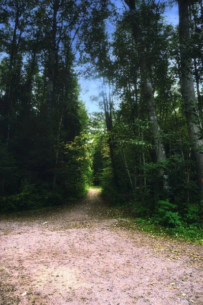 緑の森の垂直ショット — ストック写真