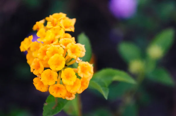 Enfoque Selectivo Floración Lantana Amarilla —  Fotos de Stock