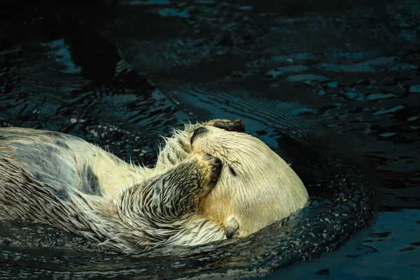 アラスカの海に浮かぶカワウソ — ストック写真