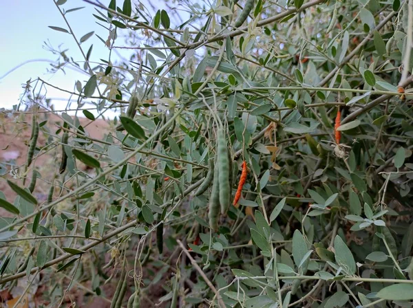 Lähikuva Short Kalo Katakiyo Ayurvedic Medicine Plant Hedelmät Jättää — kuvapankkivalokuva