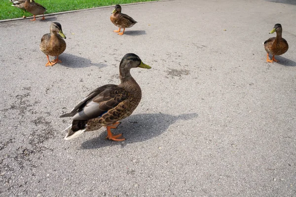 Uma Vista Serena Grupo Patos Caminhando Caminho Parque — Fotografia de Stock