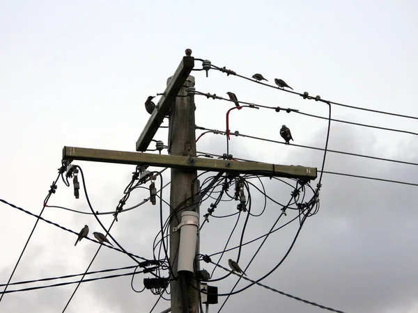 Ett Perspektiv Några Fåglar Som Sitter Trådstation Bakgrunden Molnig Himmel — Stockfoto