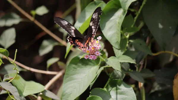 Primer Plano Una Mariposa Roja Negra Sobre Flores —  Fotos de Stock