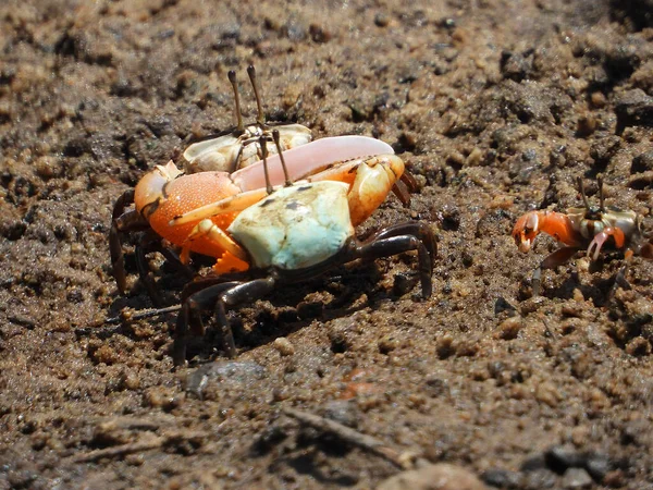 Fiddler Crab Wet Ground — Stock Photo, Image