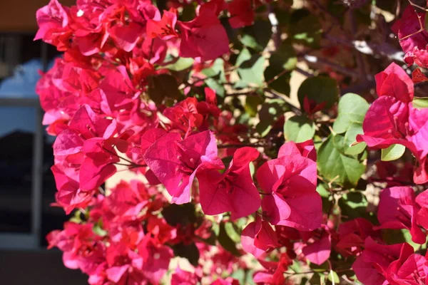 Güneş Işığı Altında Açan Pembe Bir Bougainvillea Çiçeğinin Yakın Plan — Stok fotoğraf