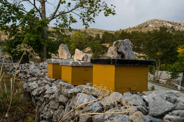 View Three Yellow Beehive Located Biokovo Mountain Croatia — Stock Photo, Image