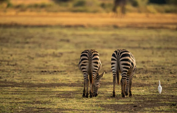 Selektiv Fokusbild Two Plain Zebras Från Det Bakre Betet Och — Stockfoto