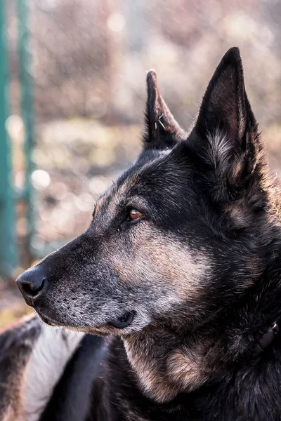 Een Verticaal Shot Van Een Bruine Pluizige Hond Buiten Een — Stockfoto