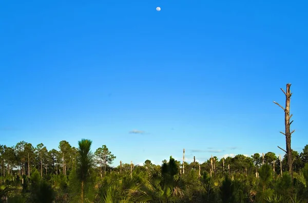 Krásná Krajina Svěží Zelenou Přírodou Pod Modrou Oblohou Měsícem — Stock fotografie