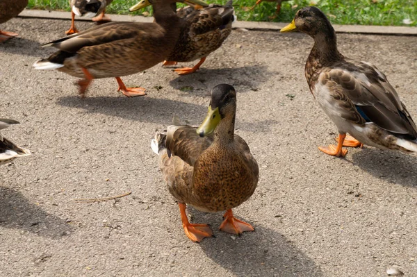 Group Ducks Walking Sidewalk Park — Stock Photo, Image