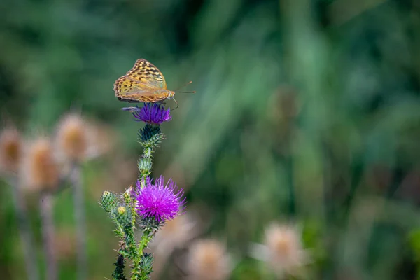 背景に紫色のアザミの花に包まれた蝶の風景 — ストック写真