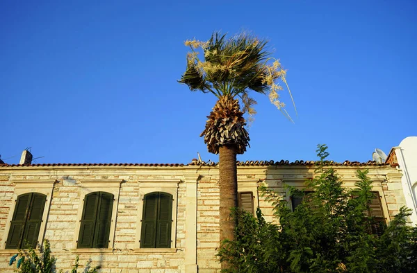 天気の良い日には 建物の隣に生えているヤシの木の景色 — ストック写真