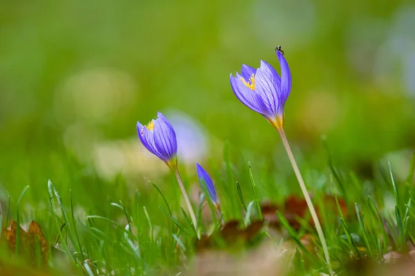 Schöne Frische Lila Krokusblüten Auf Einem Feld — Stockfoto