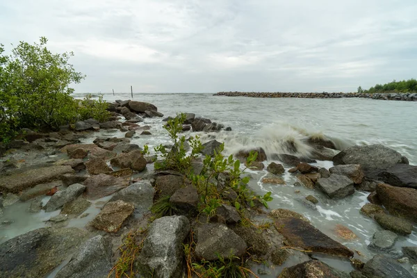 マングローブの木の岩の海岸 — ストック写真