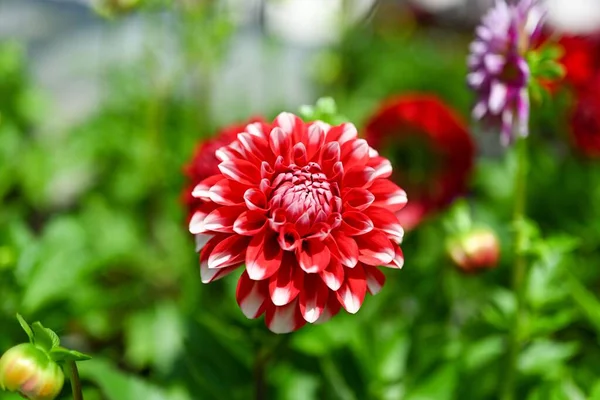 Nature Bloem Overhead Foto Geïsoleerd — Stockfoto