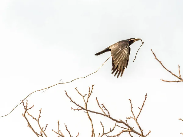Прекрасный Вид Летающую Птицу Стервятника Держащую Легкий Ветку Светлом Небе — стоковое фото