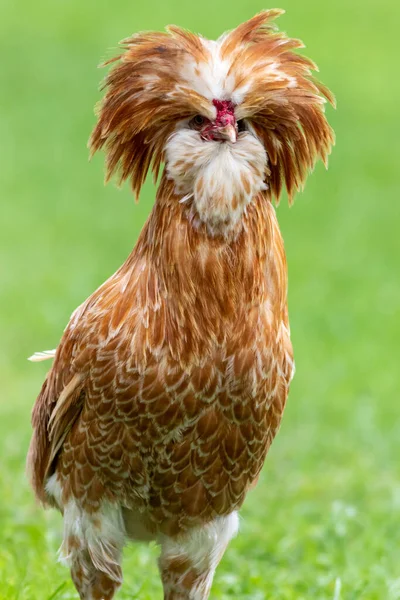 緑の農地でパドヴァナの鶏のクローズアップ — ストック写真