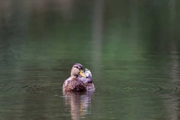 Eine Braune Ente Schwimmt See Park — Stockfoto