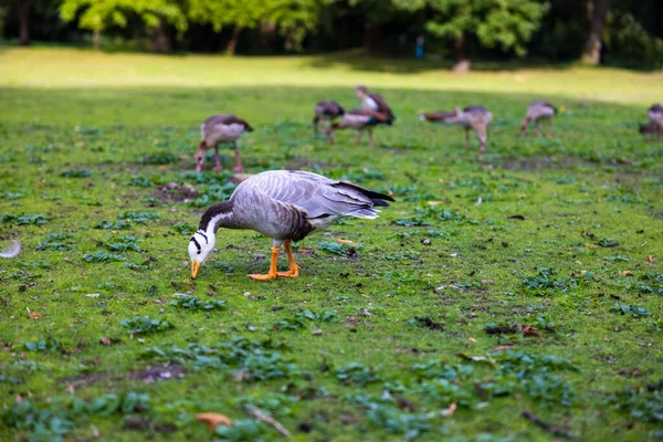 Gros Plan Une Oie Tête Barrée Mangeant Nourriture Herbe — Photo