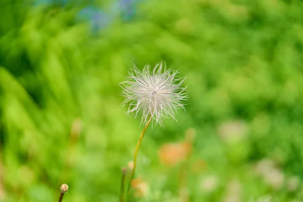 Eine Flache Aufnahme Der Blüte Pulsatilla Chinensis Mit Einem Unscharfen — Stockfoto