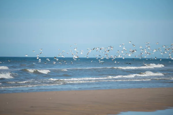 Hermoso Tiro Una Bandada Pájaros Volando Sobre Una Playa Arena —  Fotos de Stock