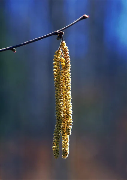 Een Verticaal Shot Van Een Hazelnoot Bloem Een Wazige Achtergrond — Stockfoto