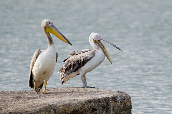 Primo Piano Due Grandi Pellicani Bianchi Arroccati Una Riva Rocciosa — Foto Stock