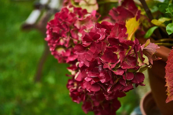 Closeup Beautiful French Hydrangea Flowers Park Hvar Croatia — Stock Photo, Image