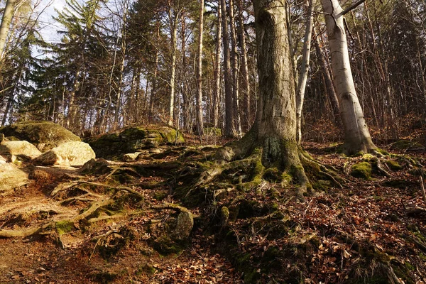 Les Vieilles Racines Grands Arbres Dans Belle Forêt Jelenia Gora — Photo