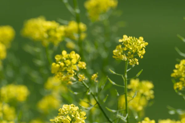 Egy Gyönyörű Kép Néhány Sárga Virágról Kertben — Stock Fotó