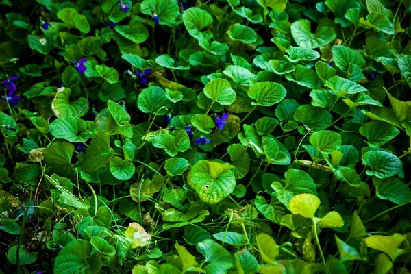 Gros Plan Feuilles Vertes Une Plante Fleurs Appelée Violette Anglaise — Photo