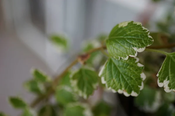 Primer Plano Las Hojas Planta Hiedra Sueca Borde Blanco — Foto de Stock