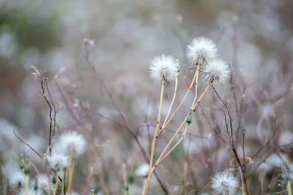 畑で育つ小さな柔らかいタンポポの浅い焦点 — ストック写真