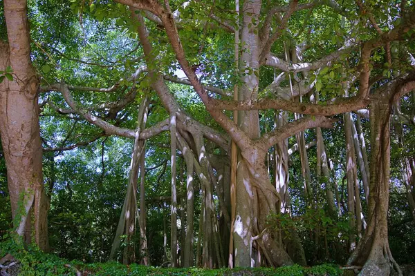 Eine Wunderschöne Landschaft Mit Üppig Grüner Natur Südflorida — Stockfoto