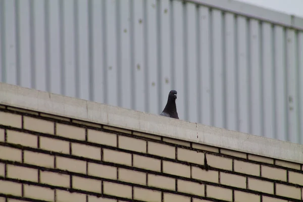 レンガの柵の上に座っている都会の灰色の鳩 — ストック写真