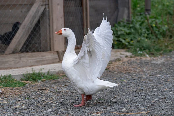 Eine Nahaufnahme Einer Weißen Hausgans Mit Flatternden Flügeln — Stockfoto