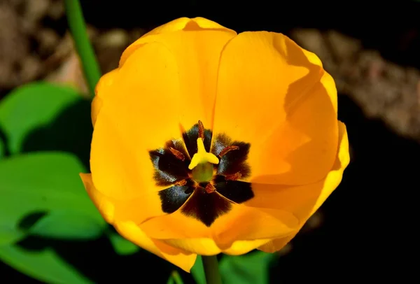 Крупним Планом Знімок Красивої Жовтої Квітки Тюльпанів Саду — стокове фото
